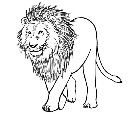 How to Draw a Lion: Step by Step - Liron Yanconsky