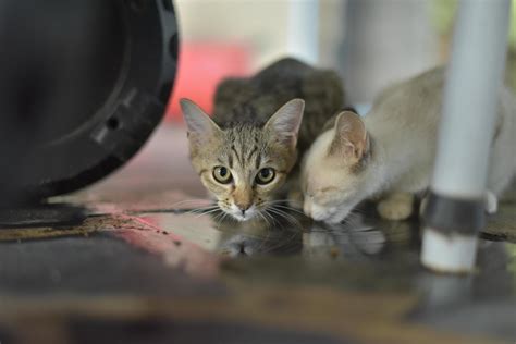 two kittens drinking water on the floor 7676620 Stock Photo at Vecteezy