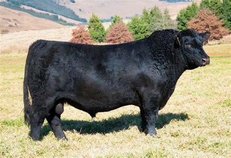 Angus Beef, South Africa