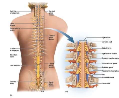 The Spinal Cord, Posterior Aspect The spinal cord is a cylinder of ...