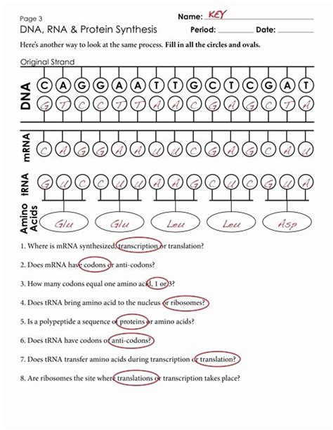 50 Dna And Rna Worksheet