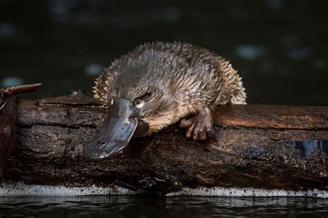 Fact File: Platypus (Ornithorhynchus anatinus) - Australian Geographic