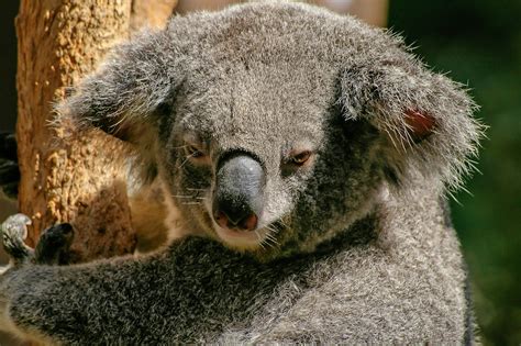 Koala Bear on Tree during Daytime · Free Stock Photo