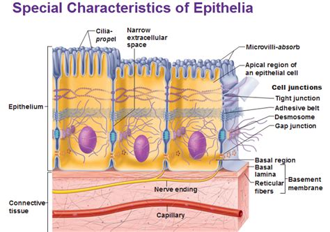 special characteristics of epithelia epithelium | Basement membrane ...