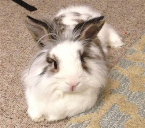 Lionhead Rabbit: Origin, Characteristics, Uses, Photo