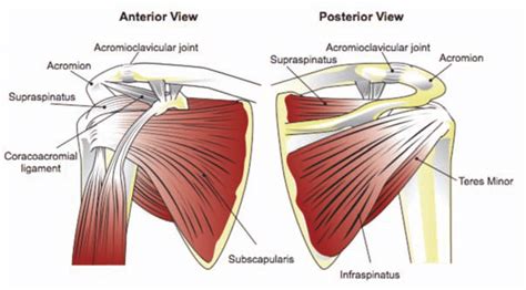 Anatomy of the RTC tendons – right shoulder. | Download Scientific Diagram