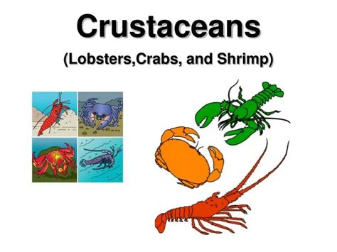 PPT - Crustaceans PowerPoint Presentation, free download - ID:156049