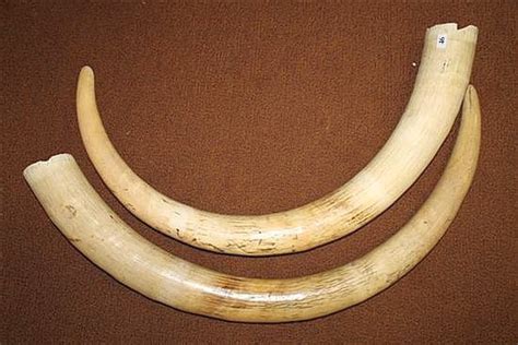 Ivory Elephant Tusks: 116cm Length - Natural History - Industry Science ...