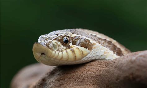 Hognose snake Animal Facts - WikiPoint - Wiki Point