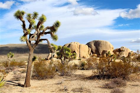 Joshua Tree National Park Mojave · Free photo on Pixabay