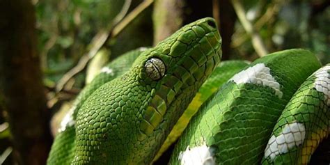 Top 5 Reptiles From The Amazon Rainforest – Animals Mania