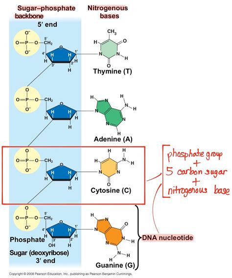 bi·ol·o·gy (bīˈäləjē) : Structure of DNA and Nucleotides