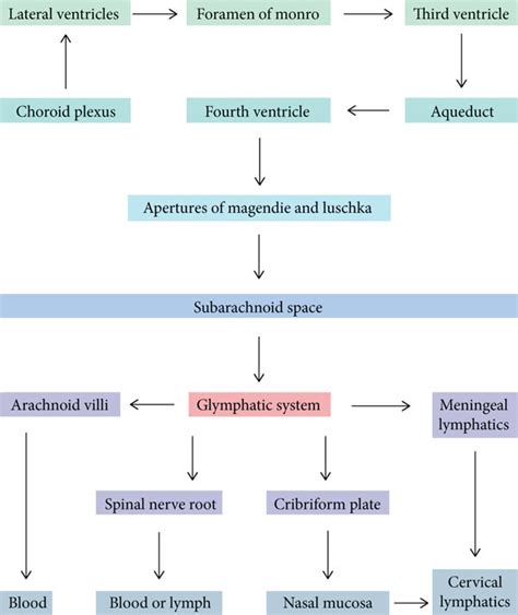 Schematic diagram of the circulation of cerebrospinal fluid (CSF) in ...