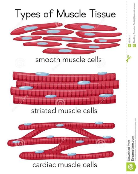 Types of Muscle Tissue stock vector. Illustration of striated ...