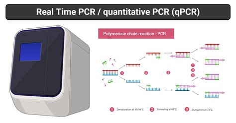 Real-Time PCR: Principle, Process, Markers, Uses