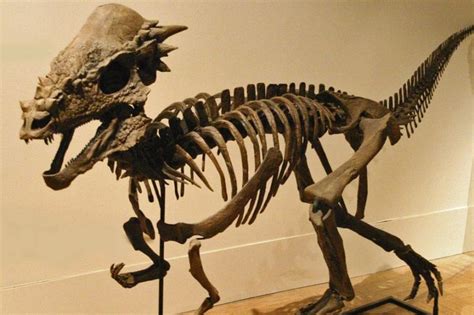 Pachycephalosaurus | Dinosaurs | Pinterest | The o'jays, What is and ...