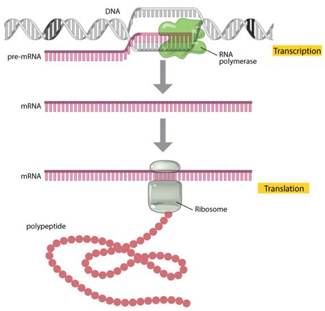 Transcription Biology Diagram