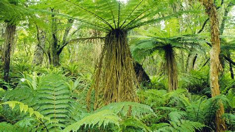 islands, New, Zealand, Ferns Wallpapers HD / Desktop and Mobile Backgrounds