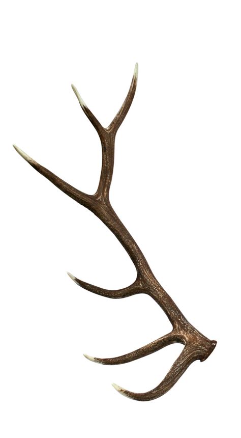 Antler drawing, Antler illustration, Faux antler