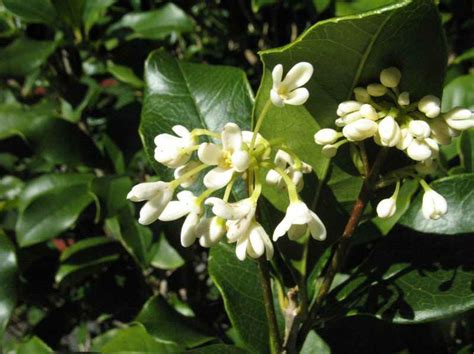 Osmanthus fragrans | Kiefer Nursery: Trees, Shrubs, Perennials