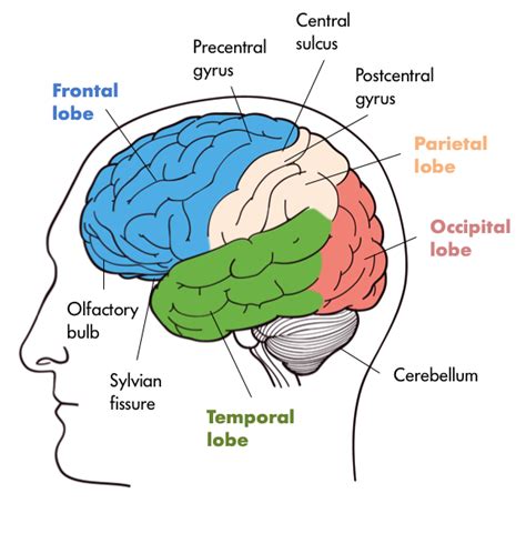 1.2: The Nervous System - Social Sci LibreTexts