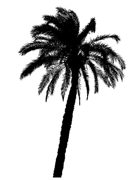 silhouette of palm trees realistic vector illustration 514327 Vector ...