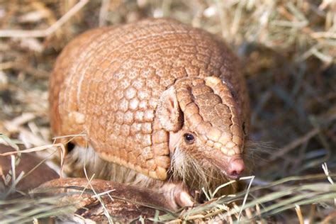 3 Banded Armadillo Diet - Sol de Terrace