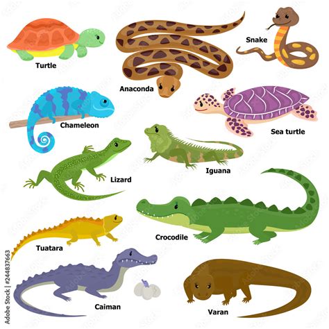 Reptile vector animal reptilian character lizard turtle iguana and ...