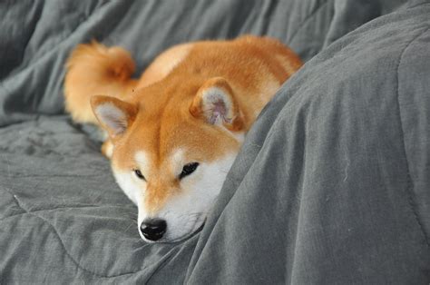 Shiba Inu - Puppies, Rescue, Pictures, Information, Temperament, Price ...