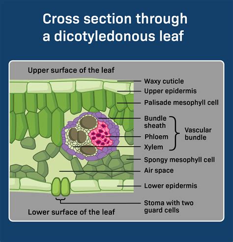 Dicot Leaf Structure