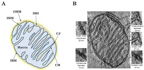 Membranes | Free Full-Text | Mitochondrial Cristae Architecture and ...