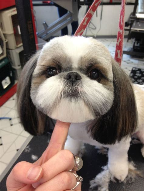 teddy bear dogs hair styles - Google Search | Dog grooming styles, Shih ...