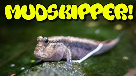 Mudskipper Care Guide - YouTube