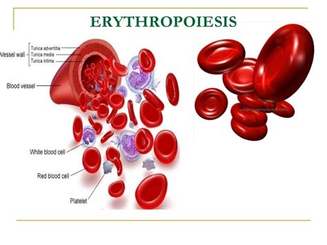 Stages Of Erythropoiesis With Diagram