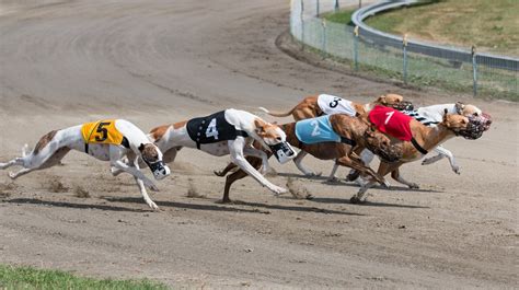 What are the most prestigious greyhound races? - News Anyway