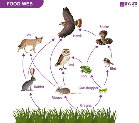 Food Chain with Labels: Discover the Essential Components for a ...