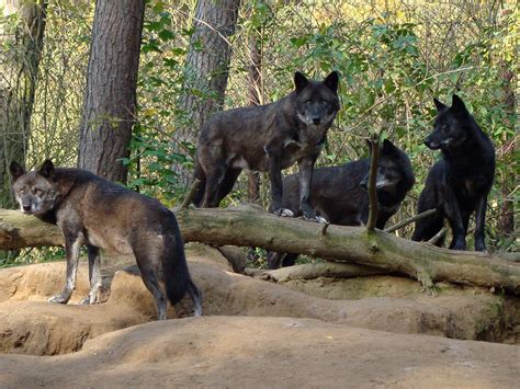 Pack Of Black Wolves In The Forest wallpaper | nature and landscape ...