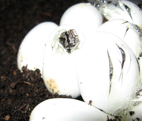 Snakes Hatching Free Stock Photo - Public Domain Pictures