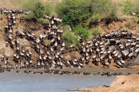 The History of the Masai Mara Animals – African Safari Tours & Holidays ...