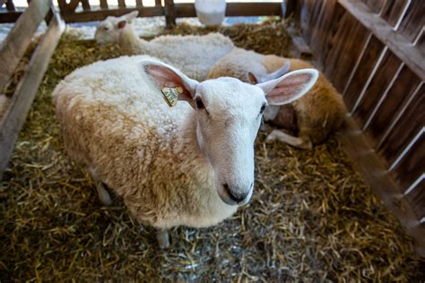 Photos: Agriculture at the Fair - Montgomery Community Media