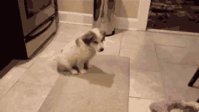 Dog Fail GIF - Find & Share on GIPHY