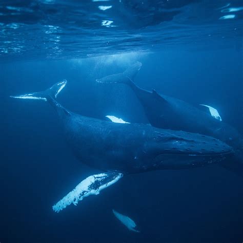 Humpback Whale Breeding