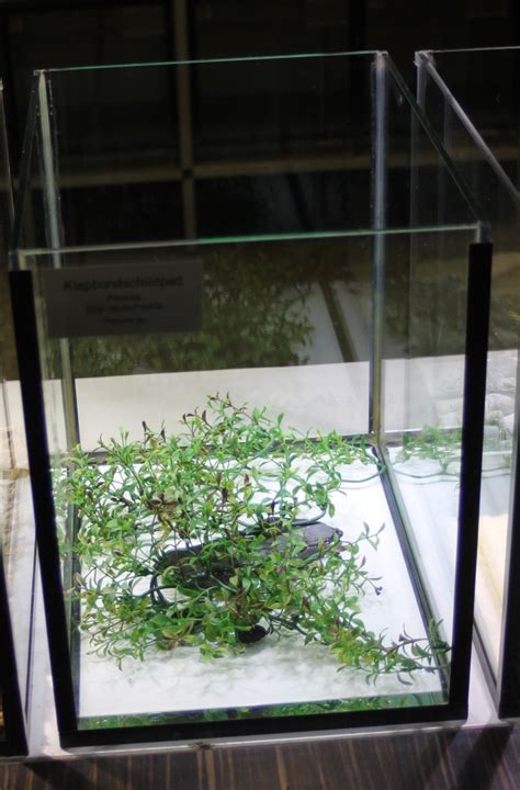 Raising-tank African mud turtle - ZooChat