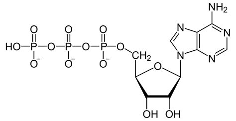 Adenosine triphosphate - Simple English Wikipedia, the free encyclopedia