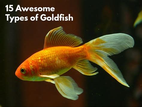 15 Awesome Types of Goldfish (With Pictures): Goldfish Species Guide