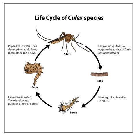 Mosquito Life Cycle For Kids