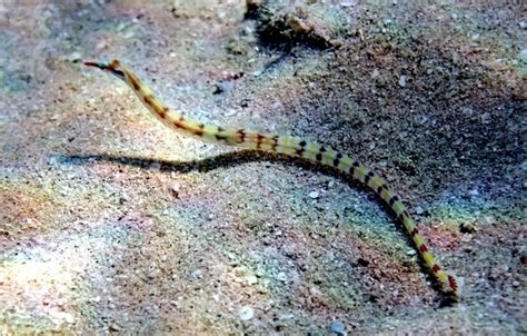 Pipefish – "OCEAN TREASURES" Memorial Library