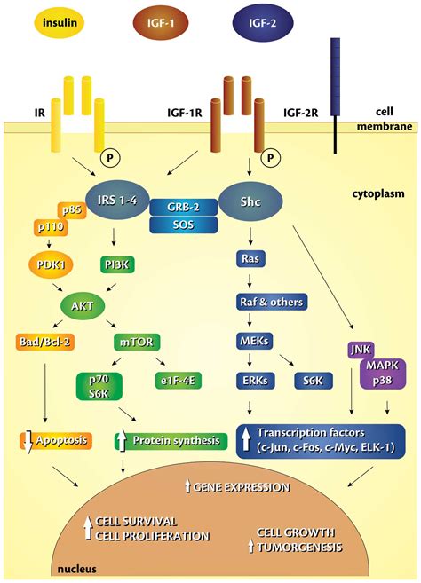 The insulin-like growth factor (IGF) signaling axis and hepatitis C ...