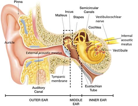 External Ear – Anatomy QA