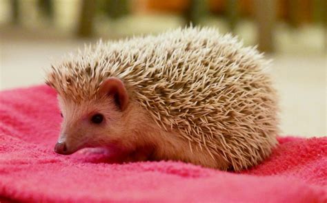 Warning over craze for keeping African pygmy hedgehogs as pets